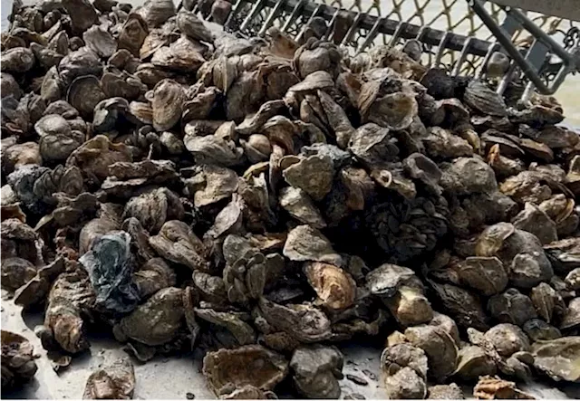 Galveston company loses over 13 million oysters due to recent rainfall