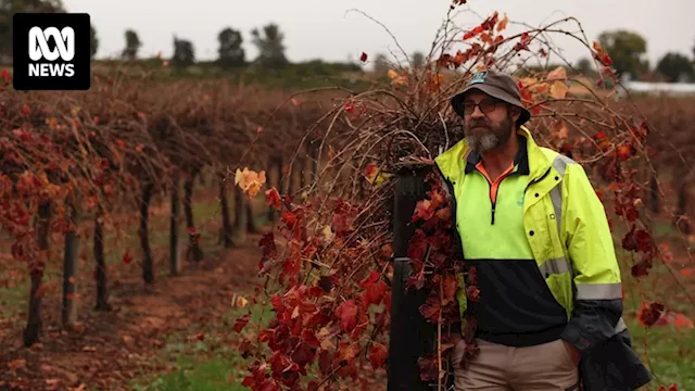 Inland wine grape growers seek government support to exit industry 'with dignity' amid wine glut