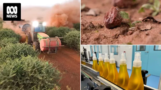 NSW jojoba farmers turn crop with disastrous past into golden opportunity in skincare market