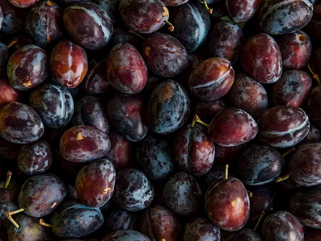 This Orcas Island Jam Company Transforms Local Plums into Vibrant Seasonal Preserves