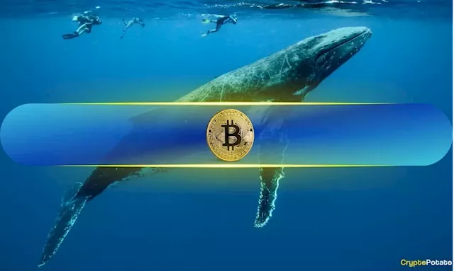 Post-FTX Era: Bitcoin Whale Wallets Reclaim Correlation with Market Value