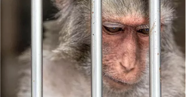 Wrongful termination lawsuit accuses Neuralink of Herpes B-infected monkey business