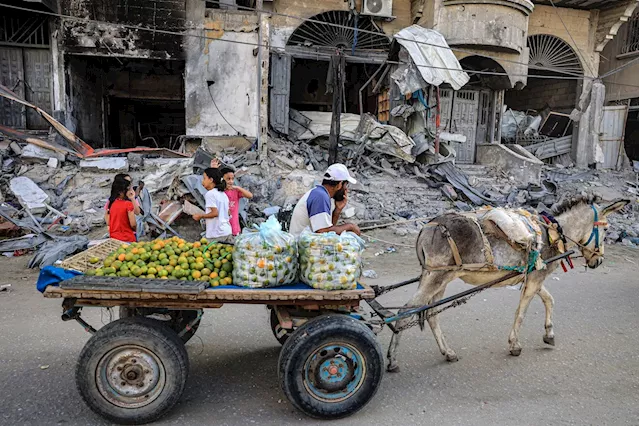 What Gaza’s devastated citrus industry says about Israel’s occupation