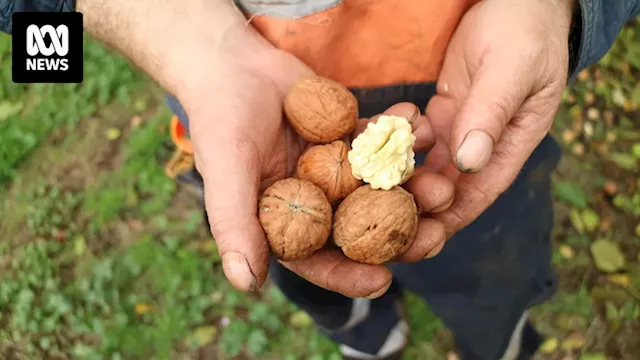 Fogarty Wine Group buys iconic Tasmanian walnut business to plant cool climate grapes