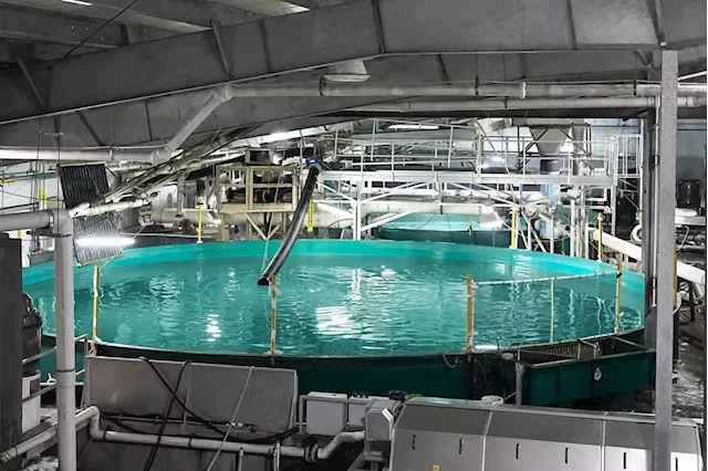 Ottawa’s fish-farm transition plan could sink industry if mishandled, businesses say