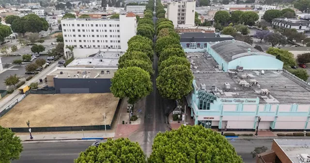 Whittier to remove more than 80 ficus trees in bid to boost business