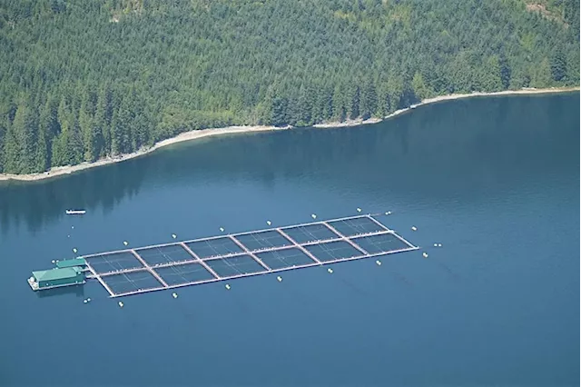 B.C. salmon farming industry slams federal fish farm plan