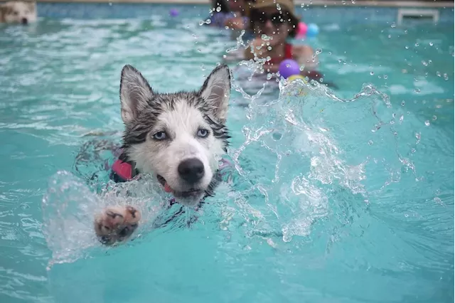 B.C. vet, pool company issue tips for pet safety