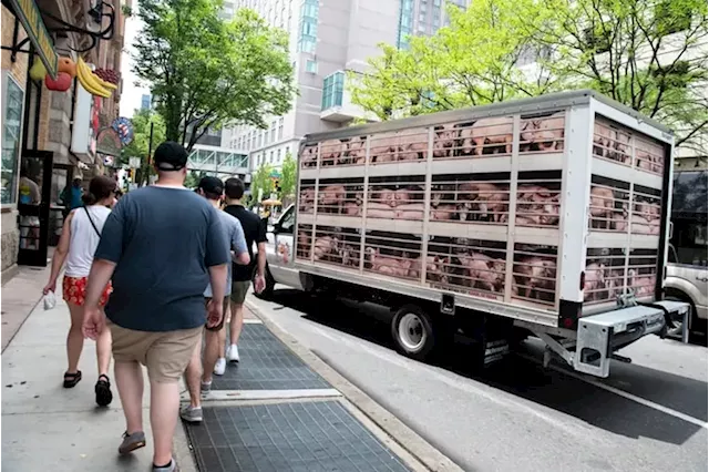 Images and sounds of abused pigs greet Reading Terminal Market visitors