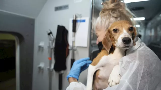 Company that bred beagles for research pleads guilty to neglect, ordered to pay record $35M fine