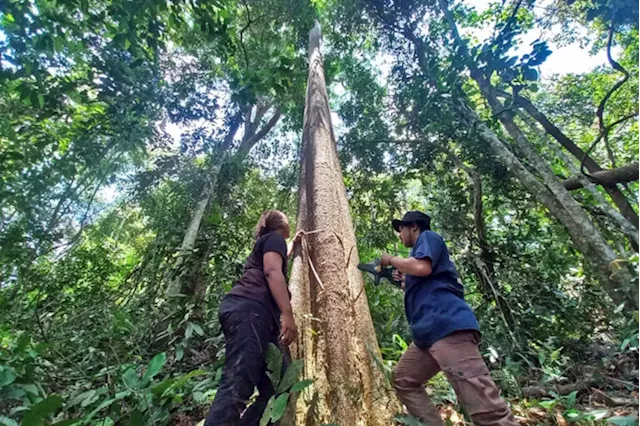 ‘Non-market’ solutions to deforestation need more support, advocates say