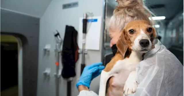 Company That Bred Beagles for Research Pleads Guilty to Neglect, Ordered to Pay $35M