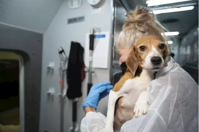 Company that bred beagles for research pleads guilty to neglect, ordered to pay record $35M fine