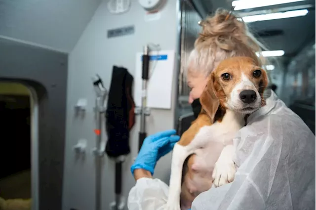 Company that bred beagles for research pleads guilty to neglect, ordered to pay record $35M fine