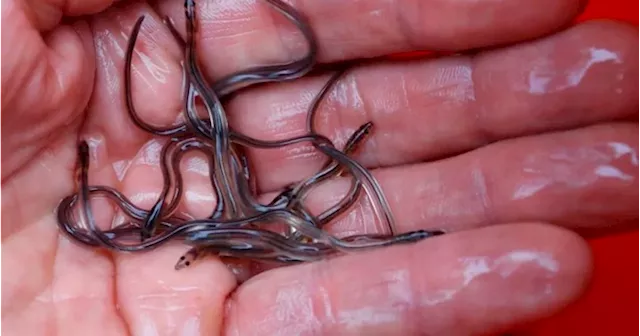 Baby eels worth up to $350K destined for overseas market intercepted in Nova Scotia