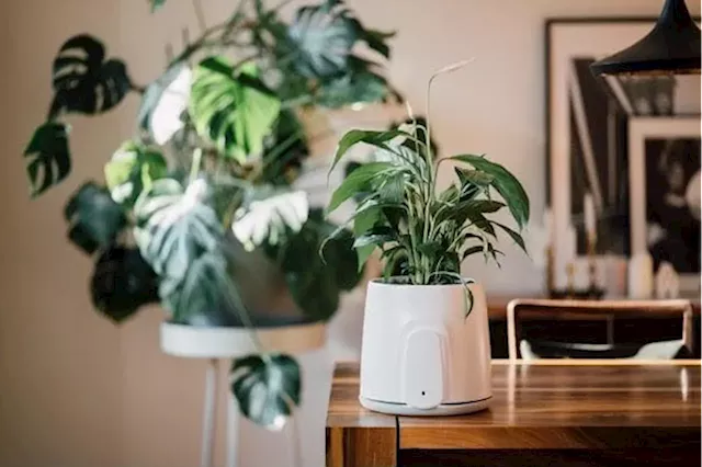 Vitesy introduces the only natural and sustainable air purifier in the market today, Natede Smart