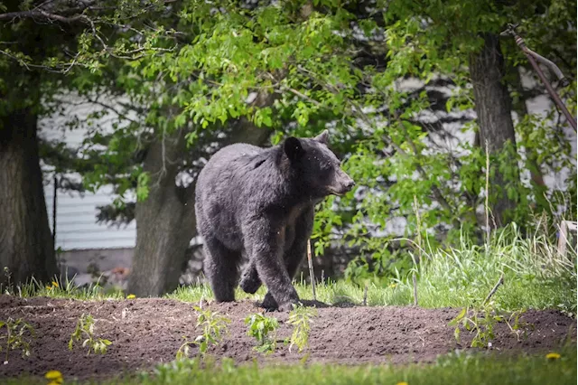 Dead bear in plastic bag was ‘illegally dumped’ by contracting company