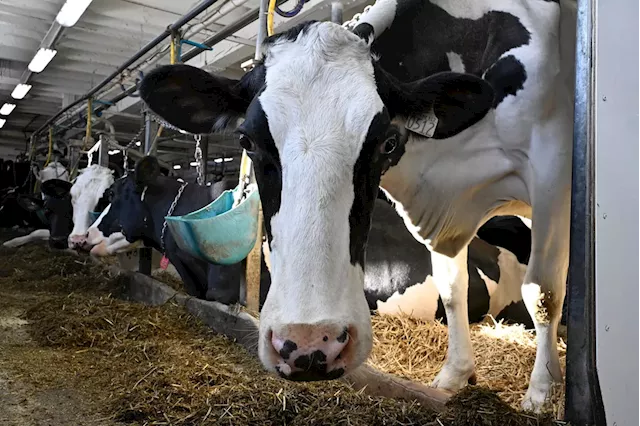 Canada aims to protect cattle industry as U.S. avian flu outbreak spreads