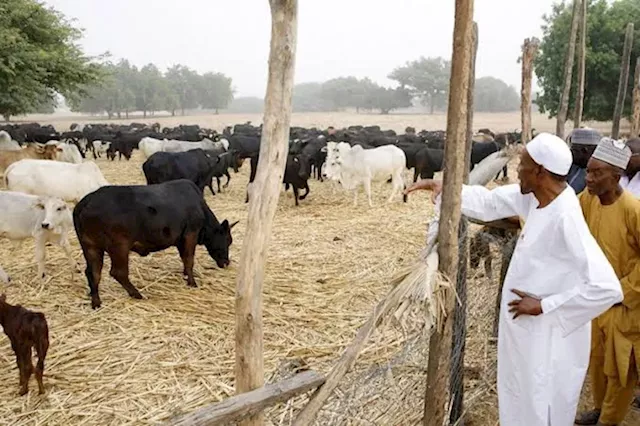 JUST IN: Senate Passes Bill Regulating Cattle Rearing Business in Nigeria