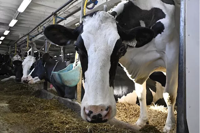 Canada aims to protect cattle industry as U.S. avian flu outbreak spreads