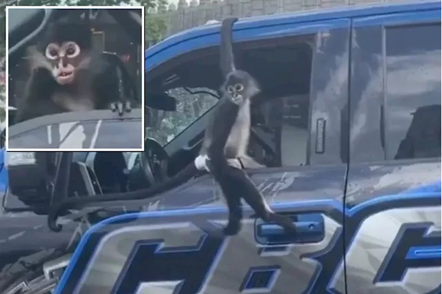 Monkey business! Meet Ticky, NYC's viral-sensation tow-trucking primate