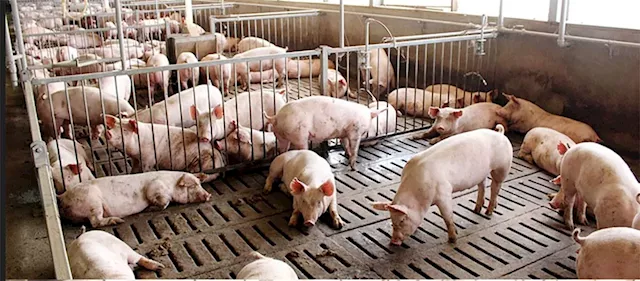 Iloilo swine industry recovers from ASF