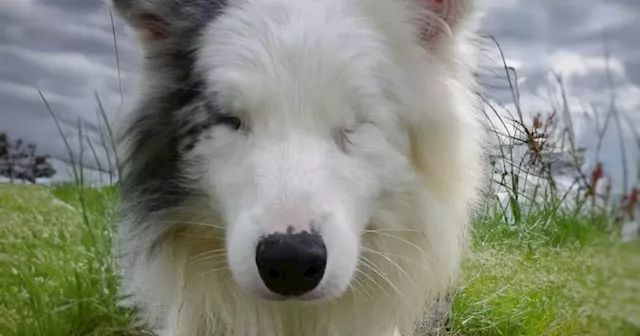 Blind deaf dog destined for Chinese meat market rescued by Co Down team