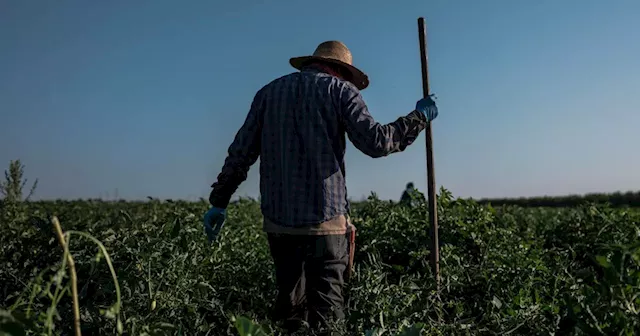 Judge grants Wonderful's request for temporary halt to UFW effort to unionize company's workers