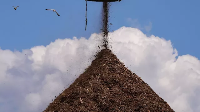 Wood pellets boomed in the US South. Climate activists want Biden to stop boosting industry growth