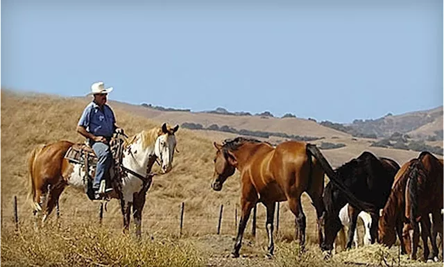 Controversial Bay Area horseback riding company investigated for animal neglect following horse death