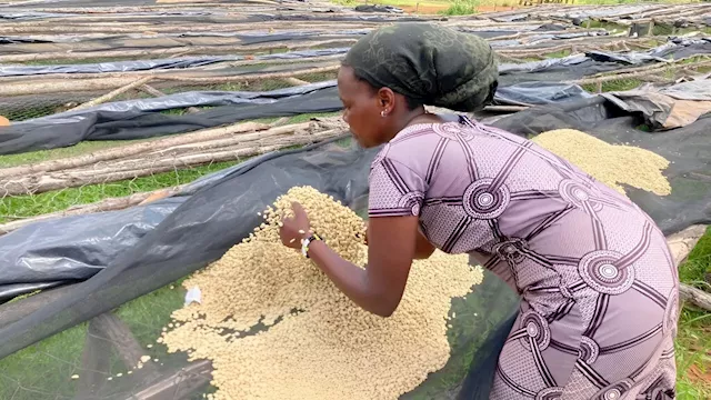 More money, empowerment—and less chance of domestic abuse for women working in coffee industry