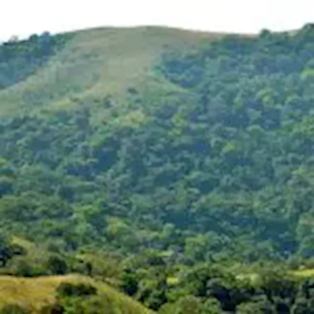 Nigeria joined UN REDD+ to enhance forest carbon stocks