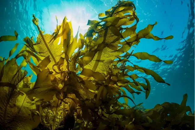 The South African company making fuel from seaweed