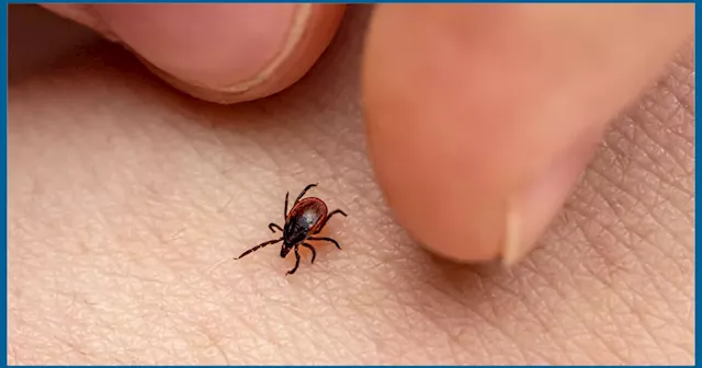 Do pest control companies spray for ticks?