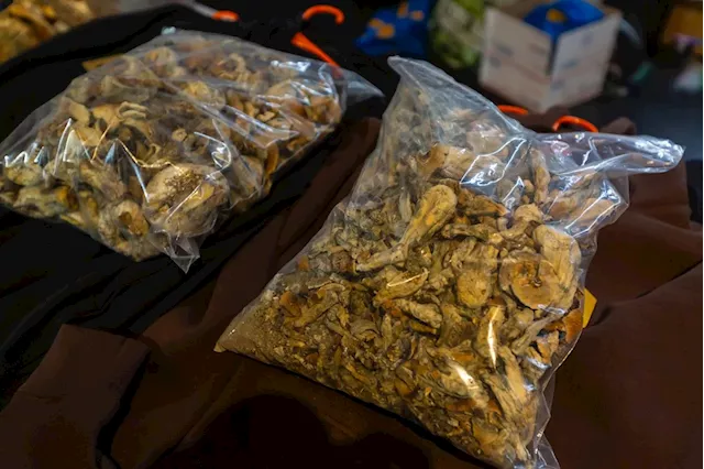 No Extraction, Edibles Allowed: Psychedelic Mushroom Industry Rules Near Finish Line