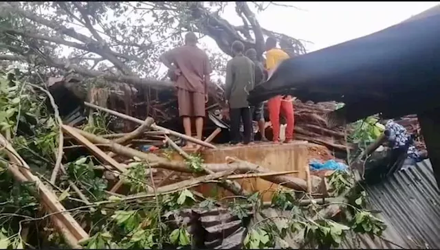 Trees kill 4 at Jattu market during rainfall in Edo