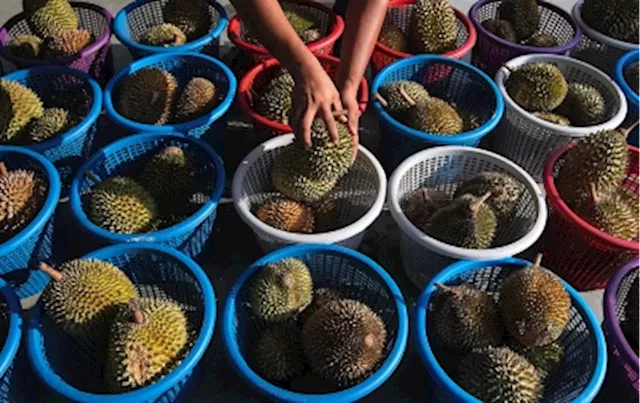 First batch of Malaysia’s fresh durian to hit Chinese market by end of August, says Matrade