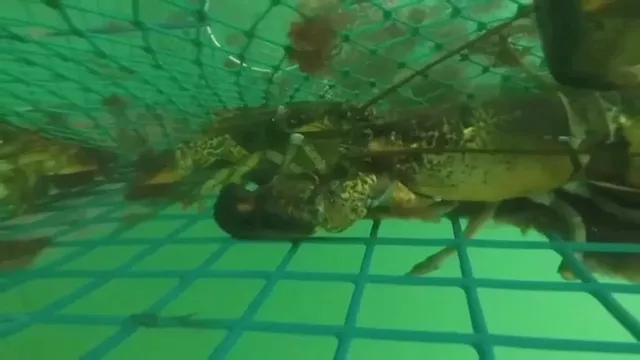 Lobster fishermen say tiny change in legal sizes could disrupt imperiled industry