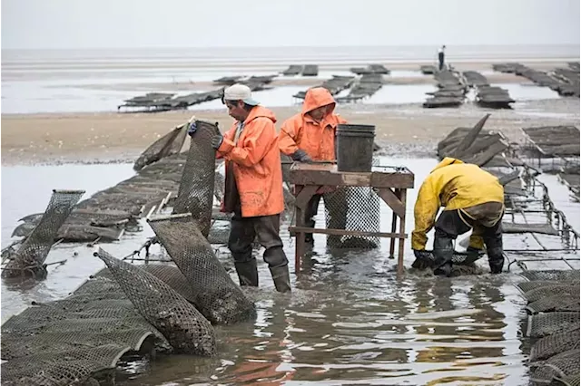 What’s next for the oyster that revived the New Jersey oyster industry?