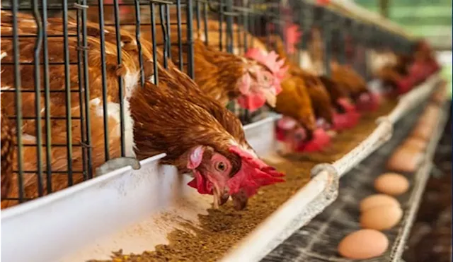 'Our members are out of business' -- poultry group laments high cost of feed