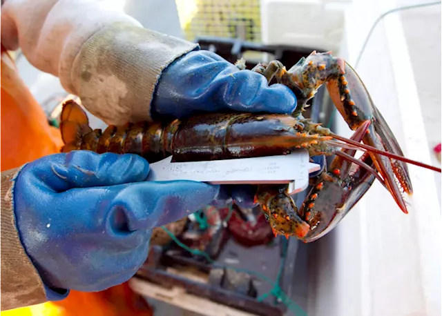 Lobster fishermen say change in legal sizes meant to protect species could disrupt industry