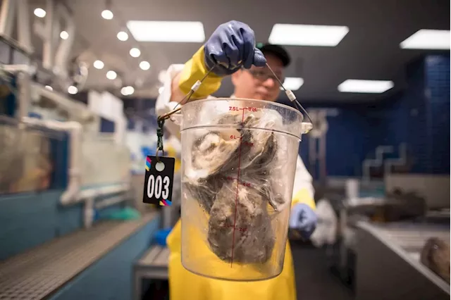 Research crucial to stop parasite from destroying P.E.I. oyster industry: minister