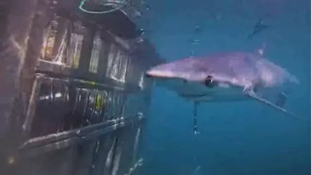 Nova Scotia company offers first-ever shark cage diving experience in Canada