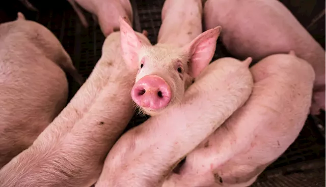 PSAC asks gov’t to protect hog industry