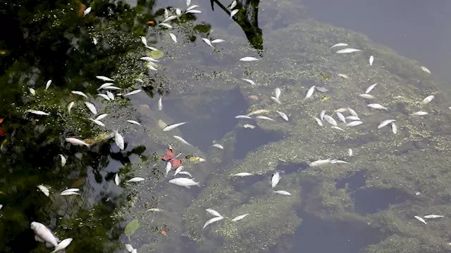 Company admits spilling cyanide into canal after dead fish floated to the surface and major incident...