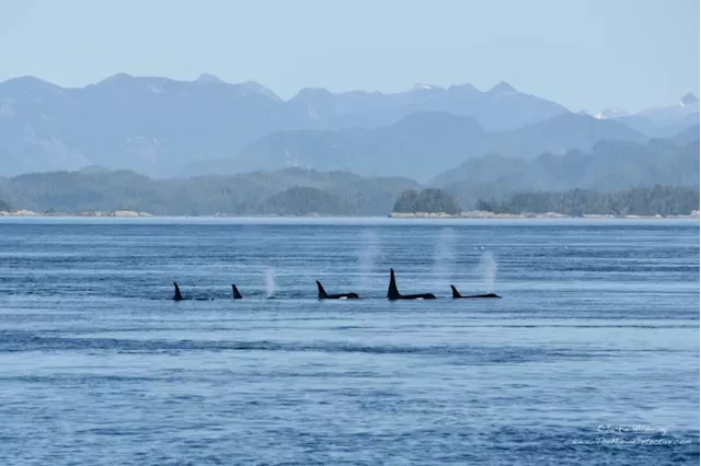 B.C. company fined $25K for drone filming too close to whales