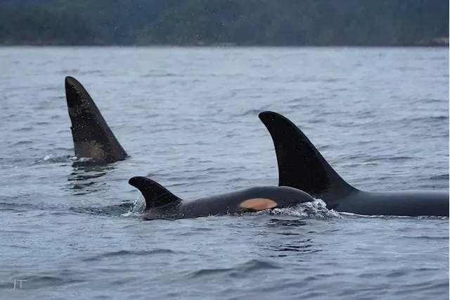 B.C. film company fined for flying drone too close to killer whales