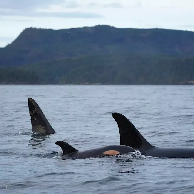 B.C. film company fined for flying drone too close to killer whales