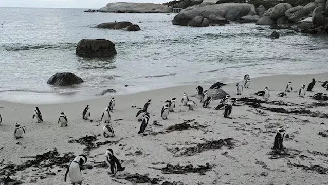 SANCCOB taking action against closure of penguin feeding grounds - SABC News - Breaking news, special reports, world, business, sport coverage of all South African current events. Africa's news leader.