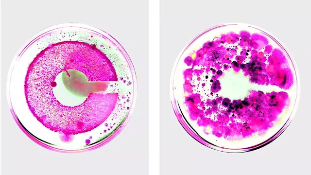 Eww! This company's logo was grown from live bacteria